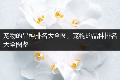 宠物的品种排名大全图，宠物的品种排名大全图鉴