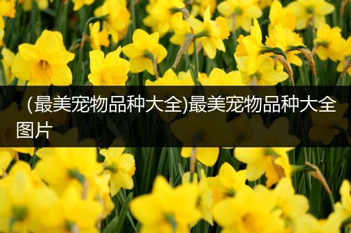 （最美宠物品种大全)最美宠物品种大全图片