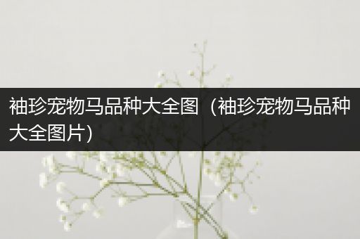 袖珍宠物马品种大全图（袖珍宠物马品种大全图片）