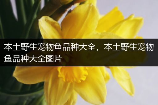 本土野生宠物鱼品种大全，本土野生宠物鱼品种大全图片