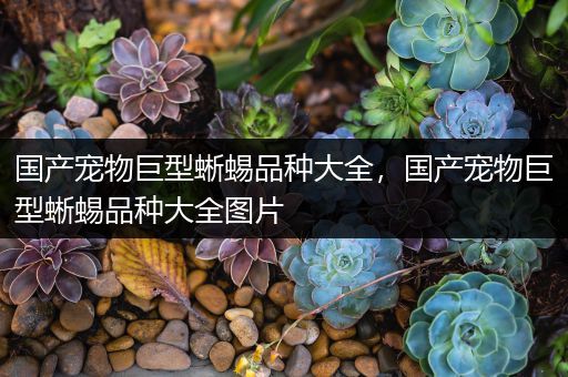 国产宠物巨型蜥蜴品种大全，国产宠物巨型蜥蜴品种大全图片