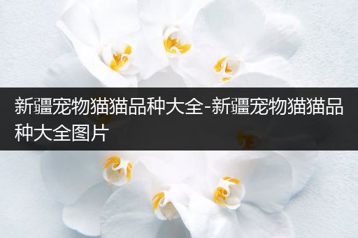 新疆宠物猫猫品种大全-新疆宠物猫猫品种大全图片
