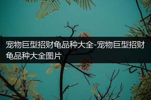 宠物巨型招财龟品种大全-宠物巨型招财龟品种大全图片