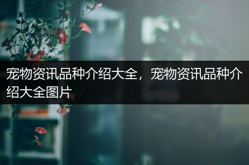 宠物资讯品种介绍大全，宠物资讯品种介绍大全图片