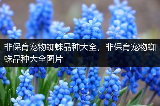 非保育宠物蜘蛛品种大全，非保育宠物蜘蛛品种大全图片