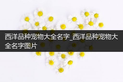 西洋品种宠物大全名字_西洋品种宠物大全名字图片