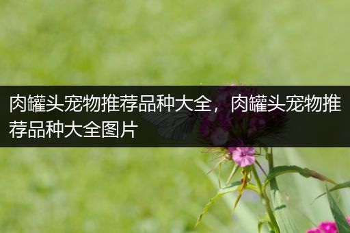 肉罐头宠物推荐品种大全，肉罐头宠物推荐品种大全图片