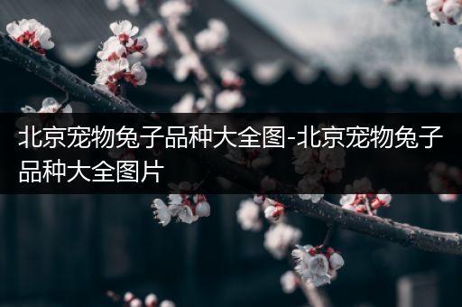 北京宠物兔子品种大全图-北京宠物兔子品种大全图片