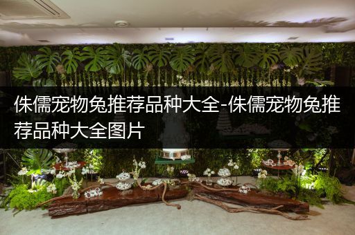 侏儒宠物兔推荐品种大全-侏儒宠物兔推荐品种大全图片