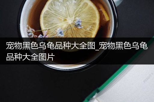 宠物黑色乌龟品种大全图_宠物黑色乌龟品种大全图片