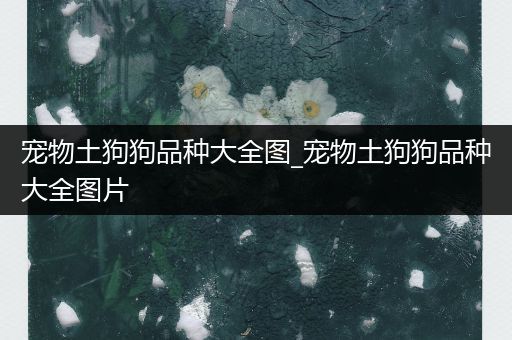 宠物土狗狗品种大全图_宠物土狗狗品种大全图片