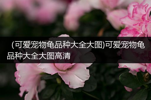 （可爱宠物龟品种大全大图)可爱宠物龟品种大全大图高清