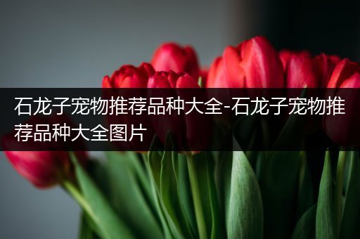 石龙子宠物推荐品种大全-石龙子宠物推荐品种大全图片