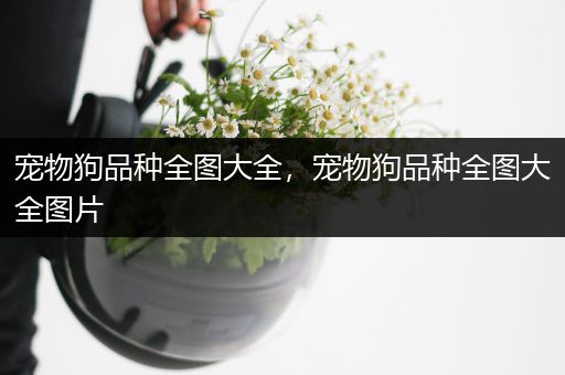 宠物狗品种全图大全，宠物狗品种全图大全图片