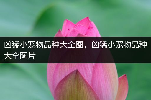 凶猛小宠物品种大全图，凶猛小宠物品种大全图片