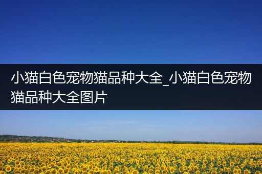 小猫白色宠物猫品种大全_小猫白色宠物猫品种大全图片