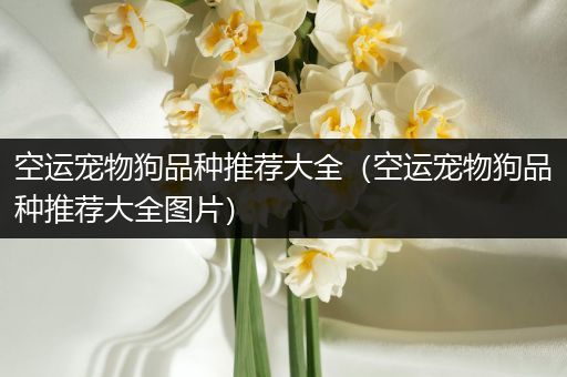 空运宠物狗品种推荐大全（空运宠物狗品种推荐大全图片）