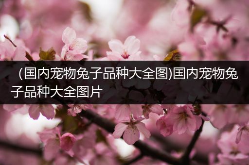 （国内宠物兔子品种大全图)国内宠物兔子品种大全图片