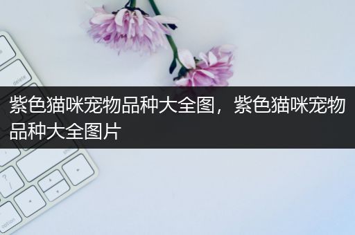 紫色猫咪宠物品种大全图，紫色猫咪宠物品种大全图片