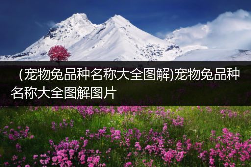 （宠物兔品种名称大全图解)宠物兔品种名称大全图解图片