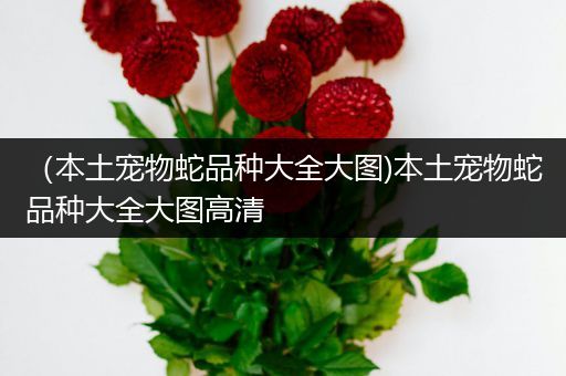 （本土宠物蛇品种大全大图)本土宠物蛇品种大全大图高清