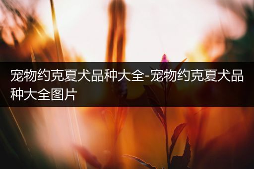 宠物约克夏犬品种大全-宠物约克夏犬品种大全图片