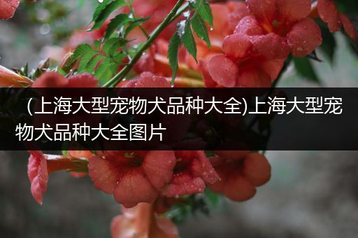 （上海大型宠物犬品种大全)上海大型宠物犬品种大全图片