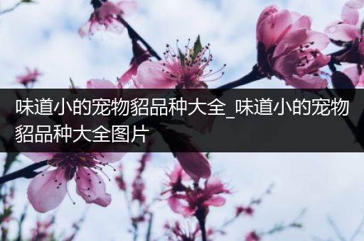 味道小的宠物貂品种大全_味道小的宠物貂品种大全图片