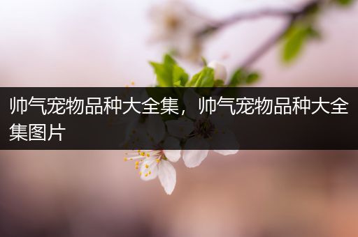 帅气宠物品种大全集，帅气宠物品种大全集图片