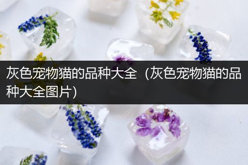 灰色宠物猫的品种大全（灰色宠物猫的品种大全图片）