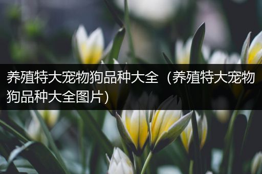 养殖特大宠物狗品种大全（养殖特大宠物狗品种大全图片）