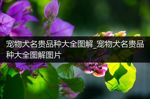 宠物犬名贵品种大全图解_宠物犬名贵品种大全图解图片