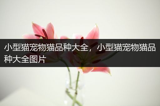 小型猫宠物猫品种大全，小型猫宠物猫品种大全图片