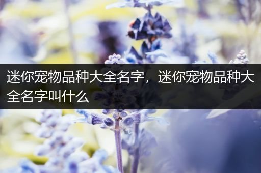 迷你宠物品种大全名字，迷你宠物品种大全名字叫什么