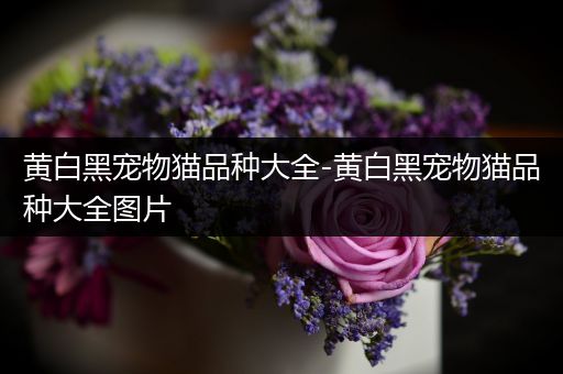 黄白黑宠物猫品种大全-黄白黑宠物猫品种大全图片