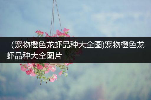 （宠物橙色龙虾品种大全图)宠物橙色龙虾品种大全图片