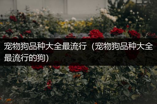 宠物狗品种大全最流行（宠物狗品种大全最流行的狗）