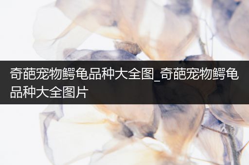 奇葩宠物鳄龟品种大全图_奇葩宠物鳄龟品种大全图片