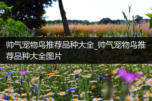帅气宠物鸟推荐品种大全_帅气宠物鸟推荐品种大全图片
