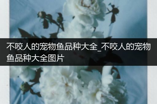 不咬人的宠物鱼品种大全_不咬人的宠物鱼品种大全图片