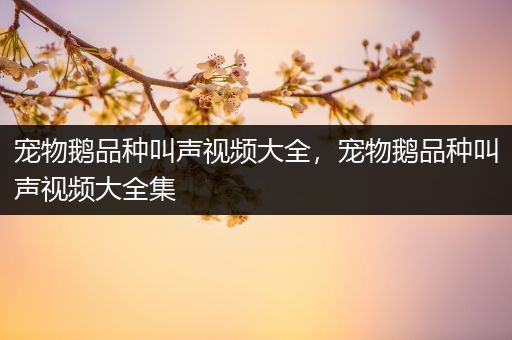 宠物鹅品种叫声视频大全，宠物鹅品种叫声视频大全集