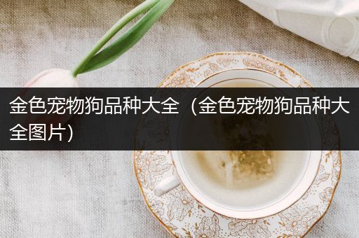 金色宠物狗品种大全（金色宠物狗品种大全图片）