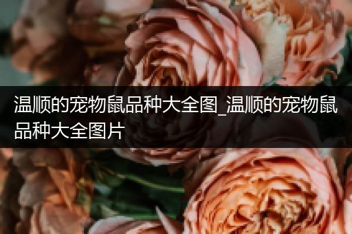 温顺的宠物鼠品种大全图_温顺的宠物鼠品种大全图片