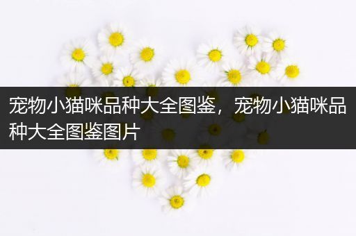 宠物小猫咪品种大全图鉴，宠物小猫咪品种大全图鉴图片