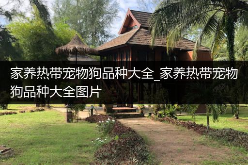 家养热带宠物狗品种大全_家养热带宠物狗品种大全图片