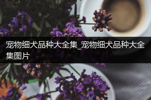宠物细犬品种大全集_宠物细犬品种大全集图片
