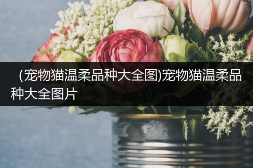 （宠物猫温柔品种大全图)宠物猫温柔品种大全图片