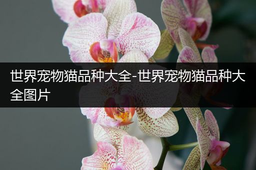 世界宠物猫品种大全-世界宠物猫品种大全图片