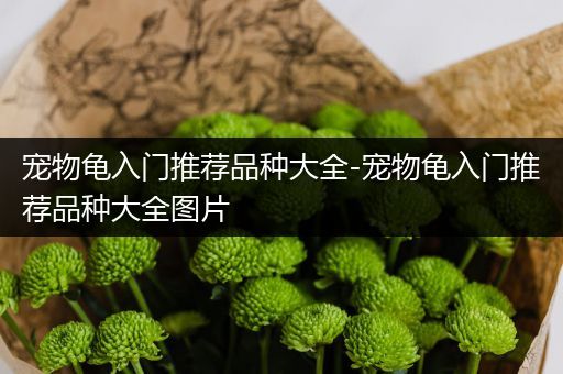 宠物龟入门推荐品种大全-宠物龟入门推荐品种大全图片