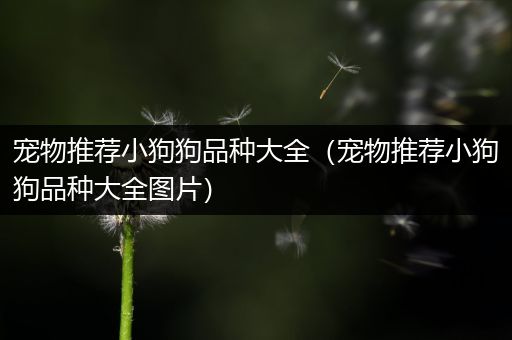 宠物推荐小狗狗品种大全（宠物推荐小狗狗品种大全图片）